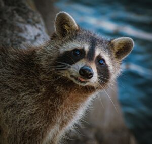 close up picture of a racoon